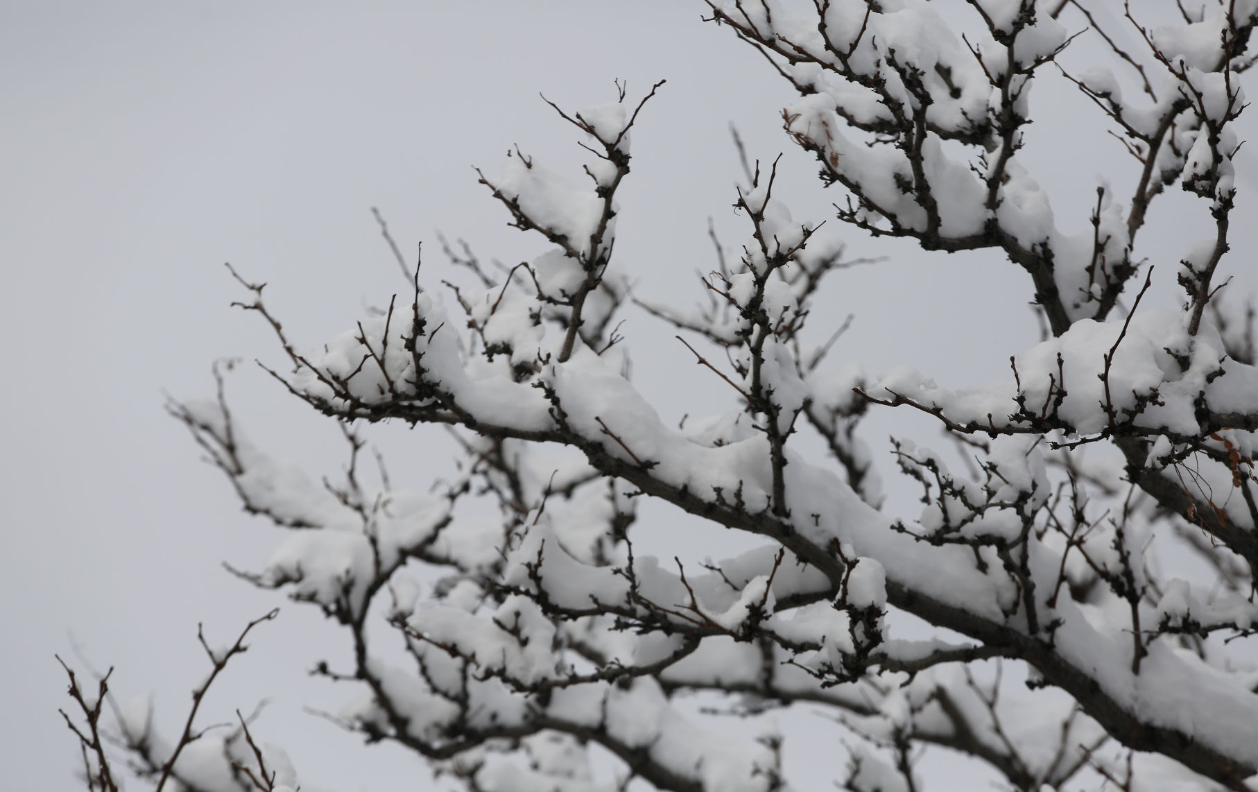 December Snow